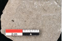Foto (Detailansicht) von Puccinites zosterae Ettingshausen (NHMW-GEO-2024-0188-6624)